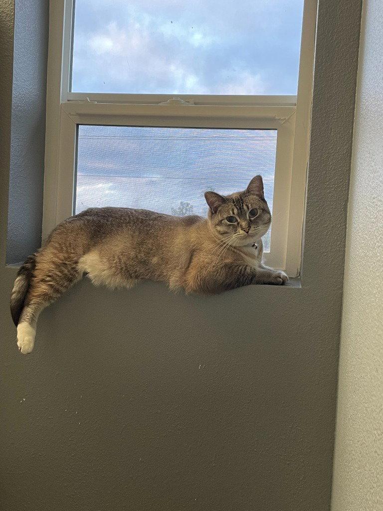 Enlarge DK - Pearl, a Adoptable Domestic Short Hair in Battle Ground, WA image 2/2
