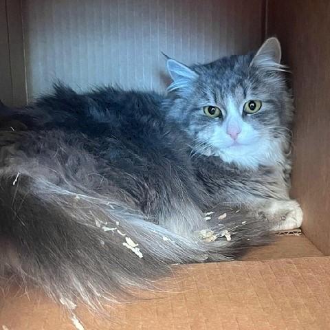 Enlarge Tess, a ADOPTABLE Tabby in Salt Lake City, UT image 1/1