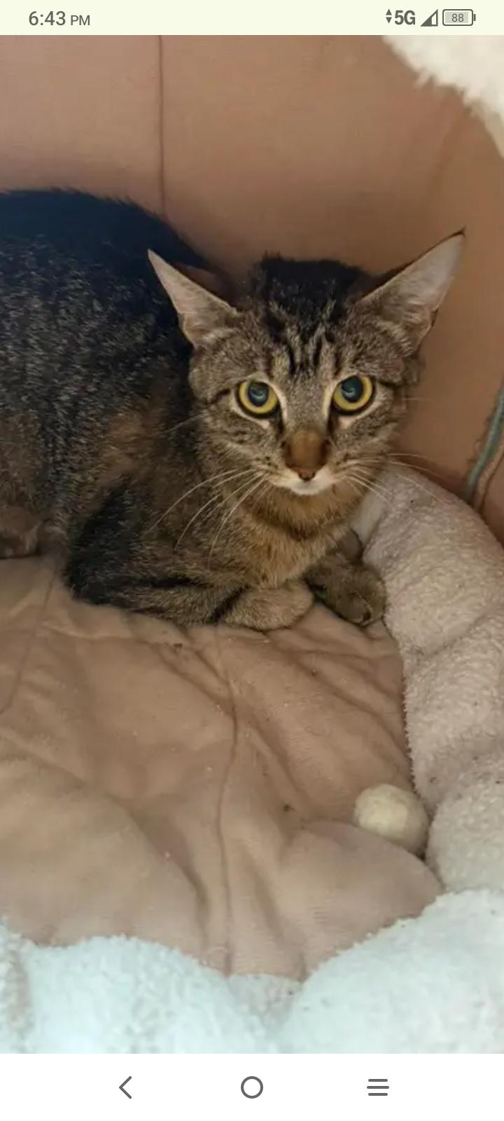 Enlarge Keke, an adopted Tabby in Fort Leavenworth, KS image 1/1