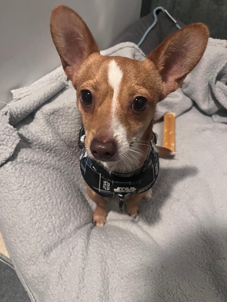 Enlarge Charlie, a Adoptable Chihuahua in CONROE, TX image 1/6