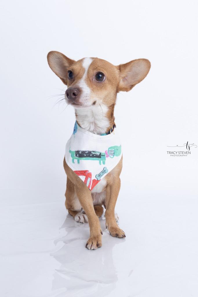 Enlarge Charlie, a Adoptable Chihuahua in CONROE, TX image 2/6