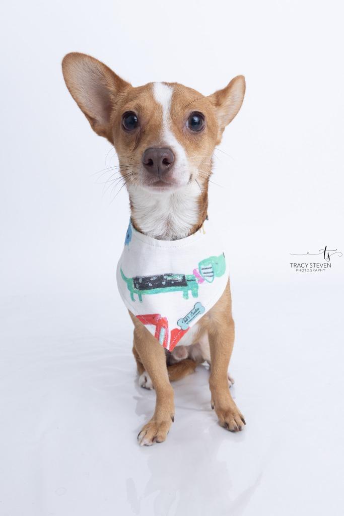 Enlarge Charlie, a Adoptable Chihuahua in CONROE, TX image 4/6