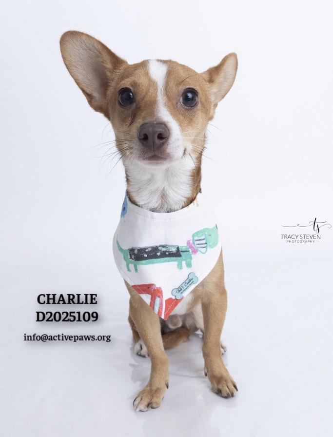 Enlarge Charlie, a Adoptable Chihuahua in CONROE, TX image 5/6