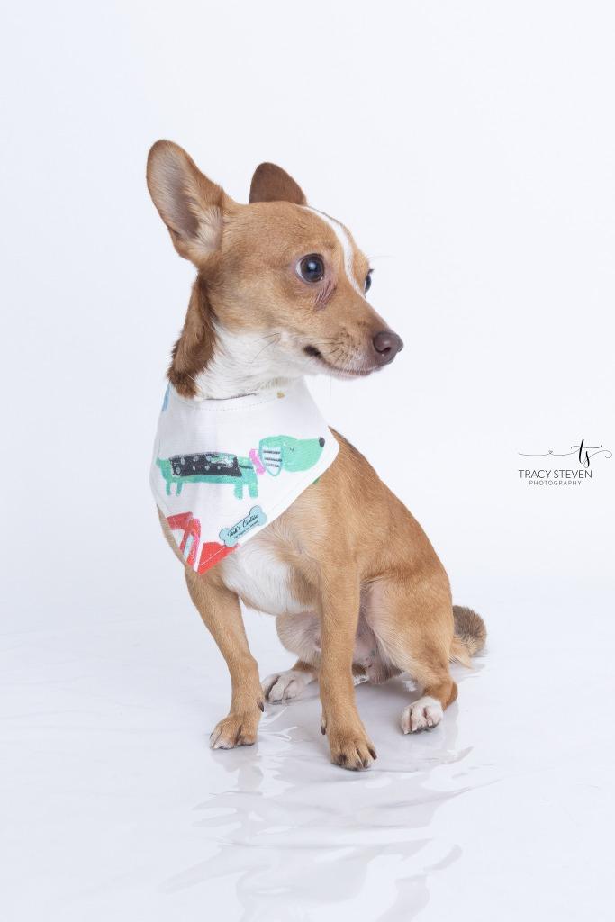 Enlarge Charlie, a Adoptable Chihuahua in CONROE, TX image 6/6