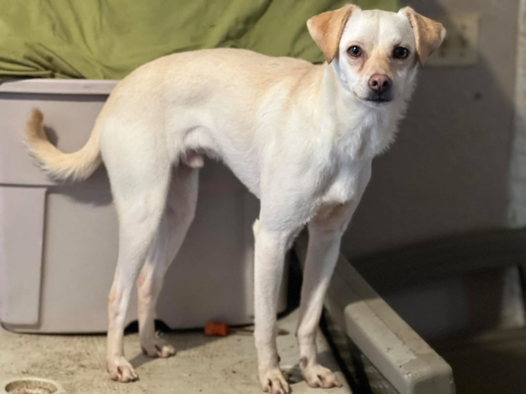 Enlarge Ronin, a Adoptable mixed breed in Chula Vista, CA image 1/4