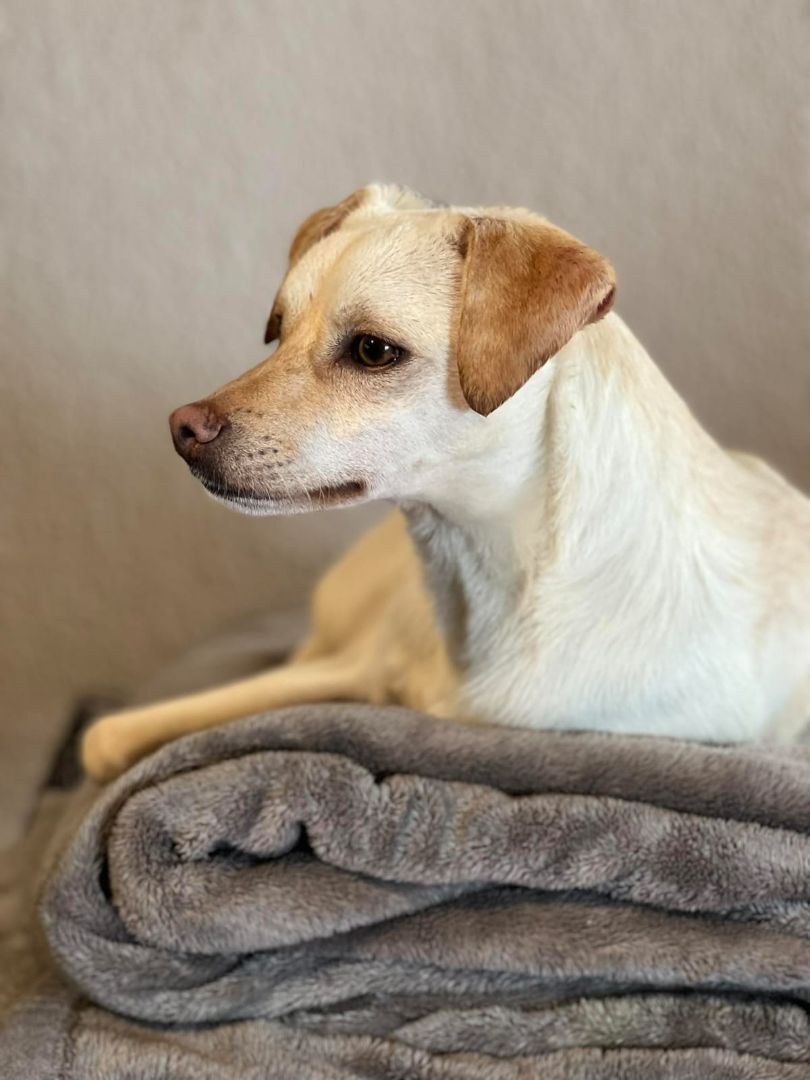 Enlarge Ronin, a Adoptable mixed breed in Chula Vista, CA image 2/4