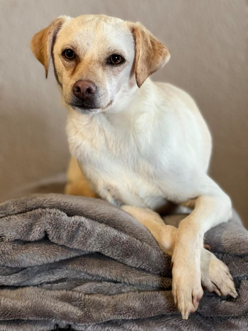 Enlarge Ronin, a Adoptable mixed breed in Chula Vista, CA image 3/4