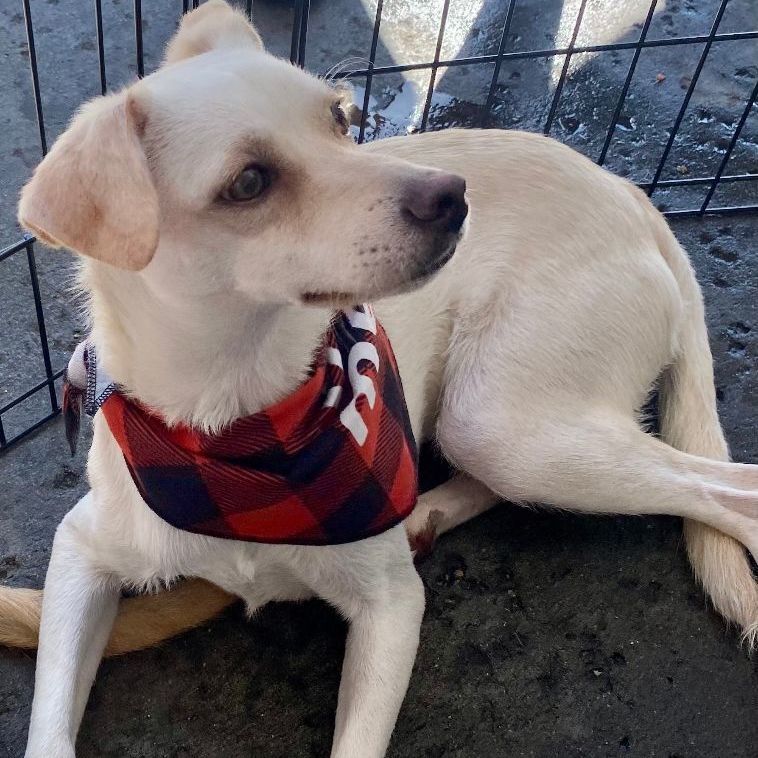 Enlarge Ronin, a Adoptable mixed breed in Chula Vista, CA image 4/4