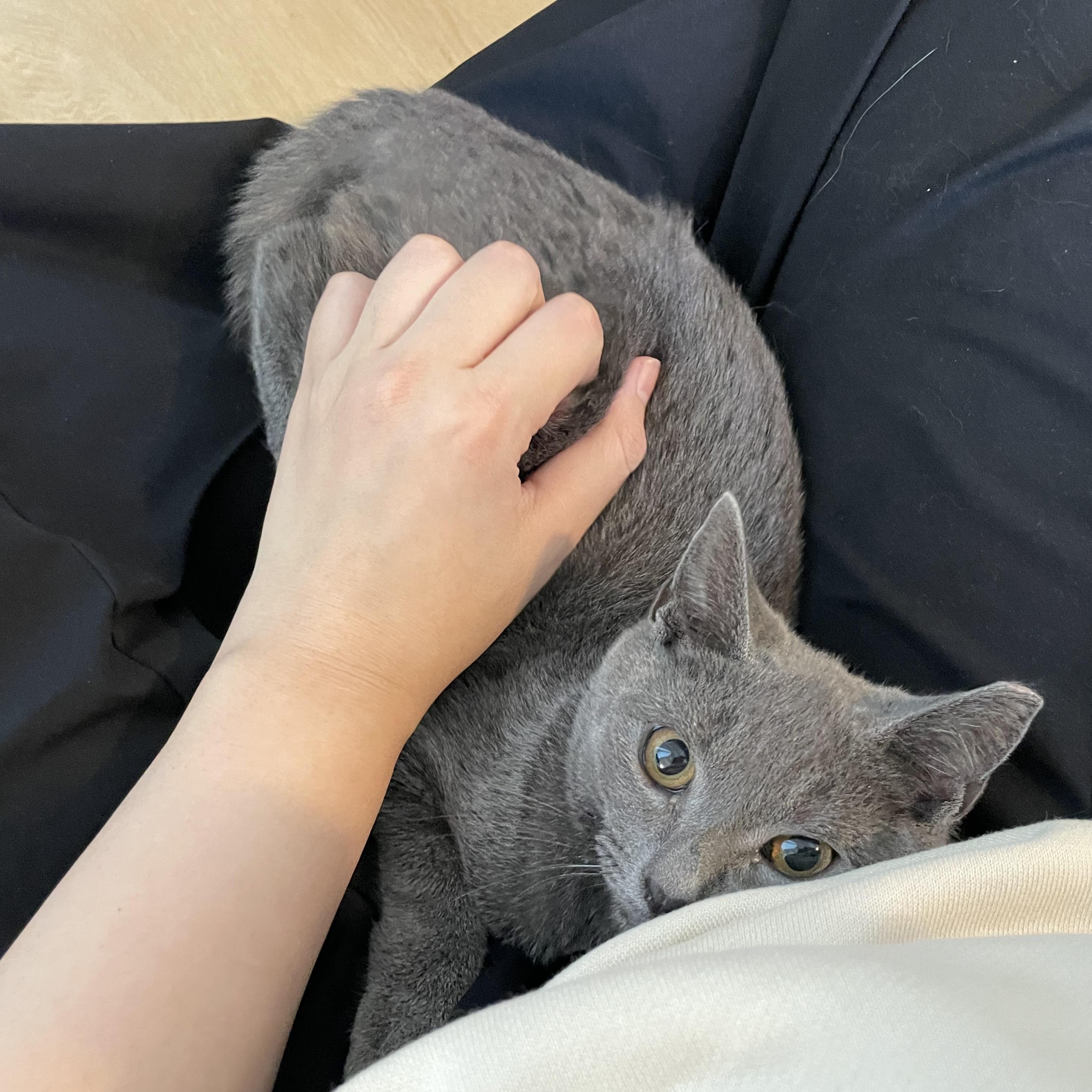 Enlarge Lucky, an adoptable Domestic Short Hair in Florham Park, NJ image 4/5