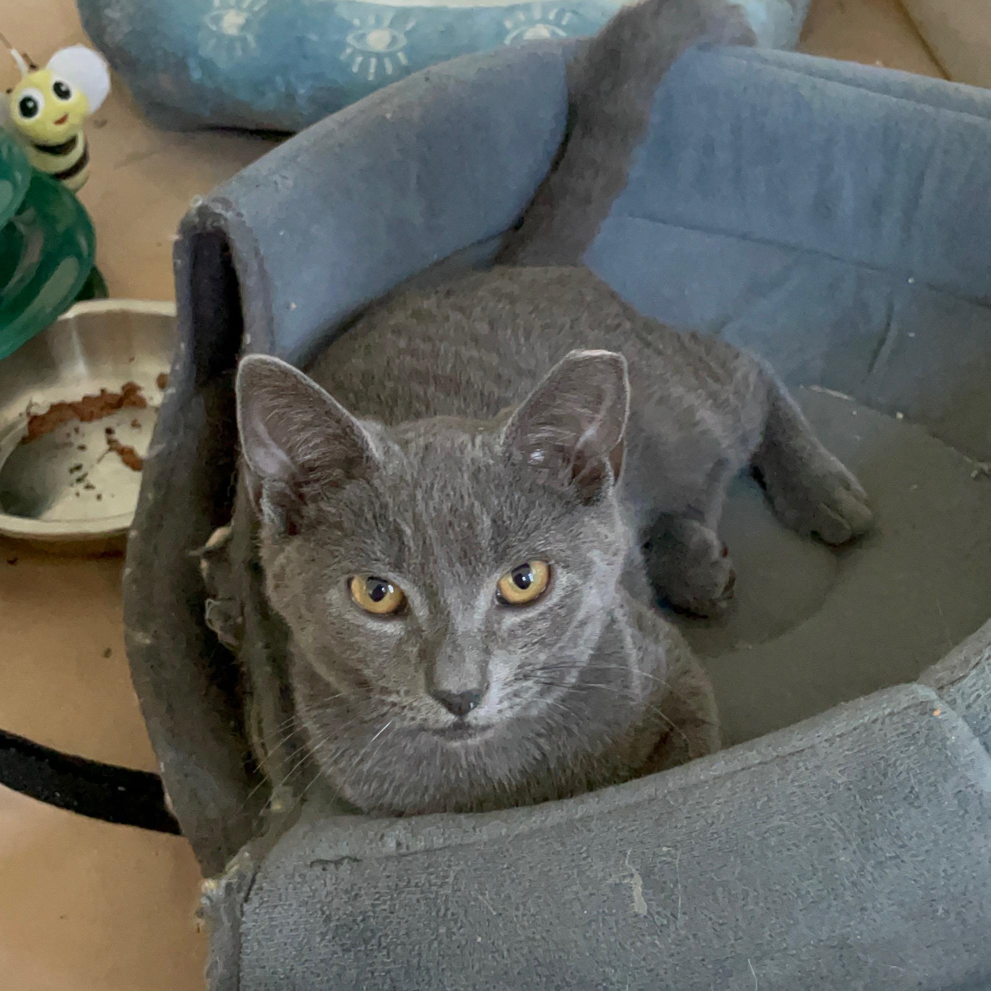 Enlarge Lucky, an adoptable Domestic Short Hair in Florham Park, NJ image 1/5