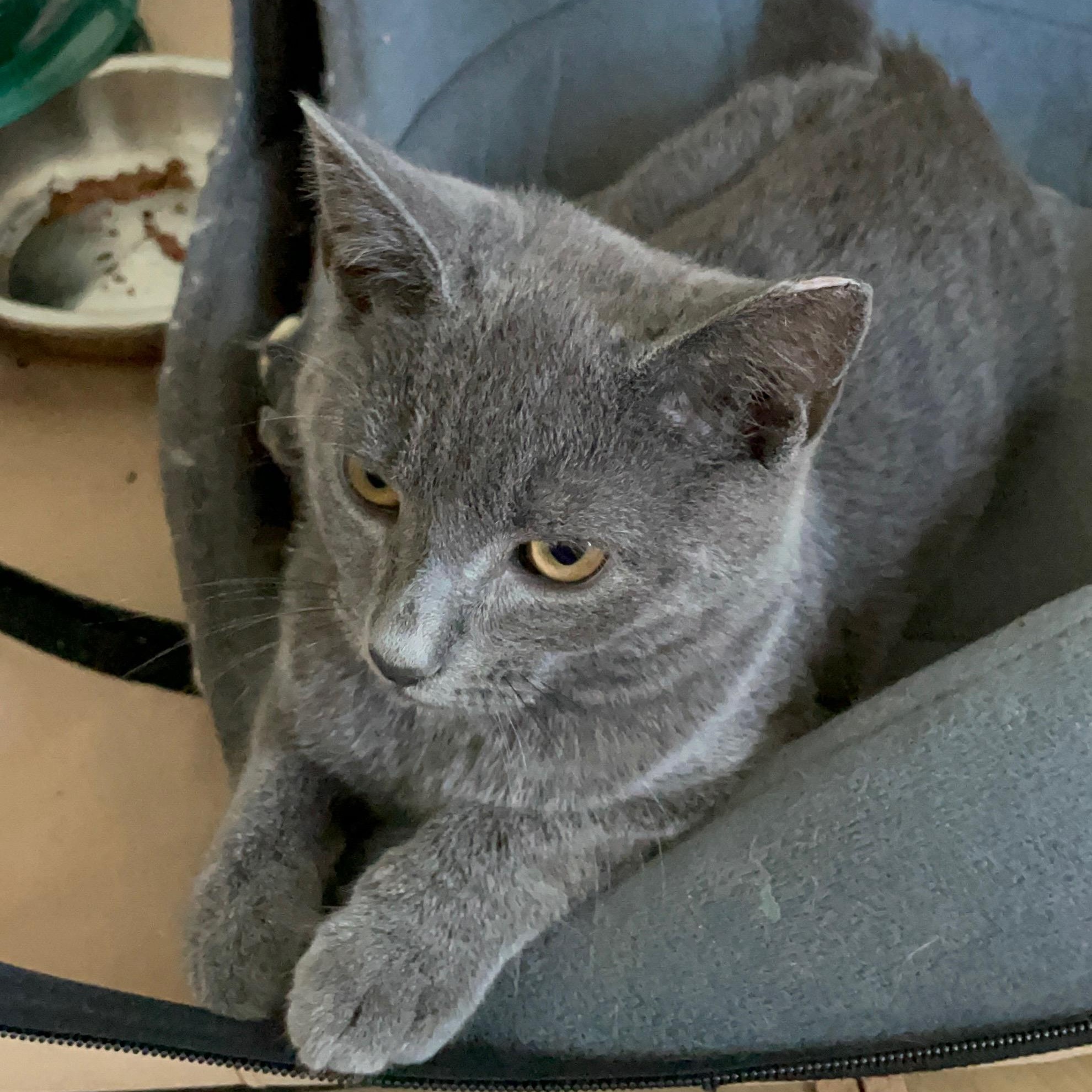 Enlarge Lucky, an adoptable Domestic Short Hair in Florham Park, NJ image 3/5