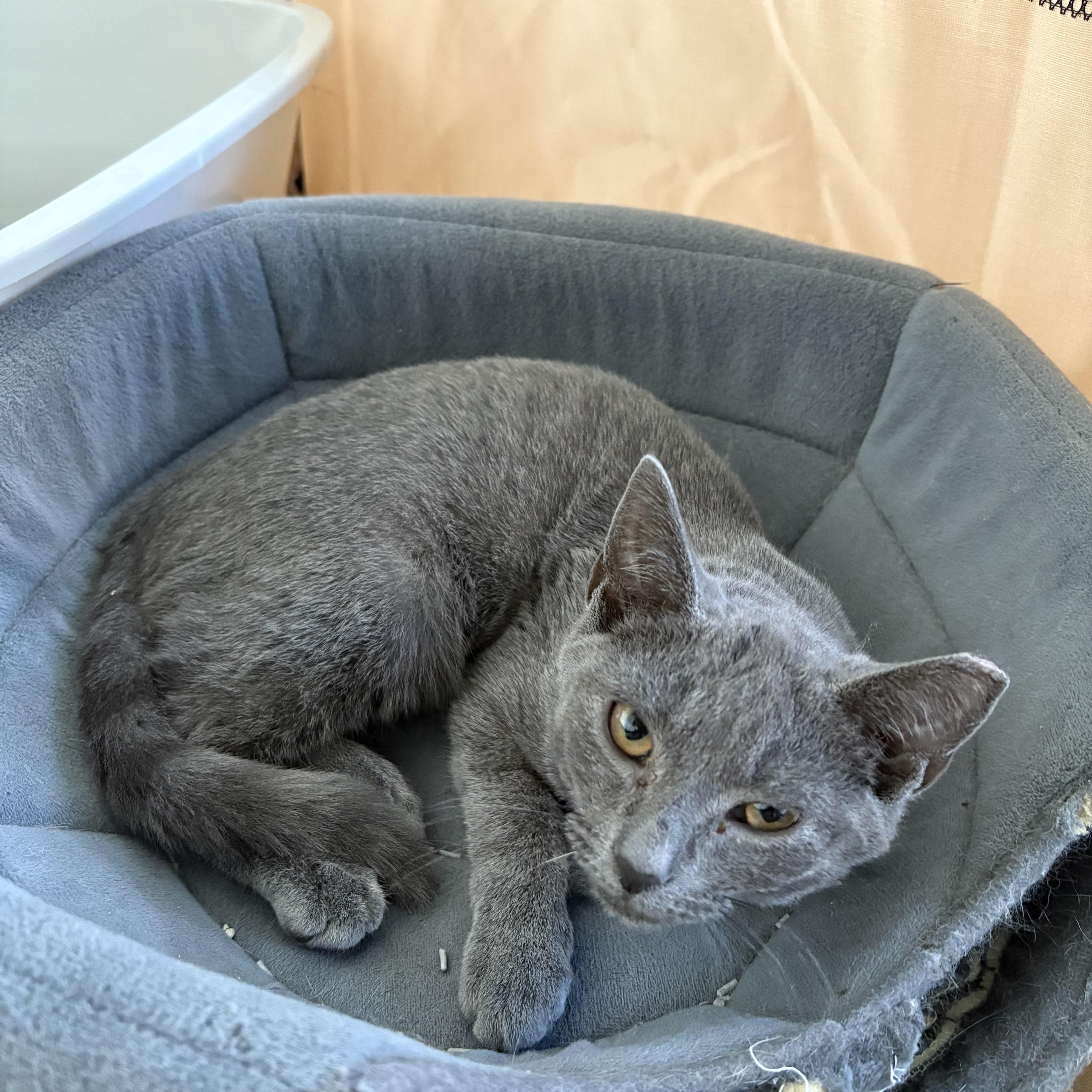 Enlarge Lucky, an adoptable Domestic Short Hair in Florham Park, NJ image 2/5