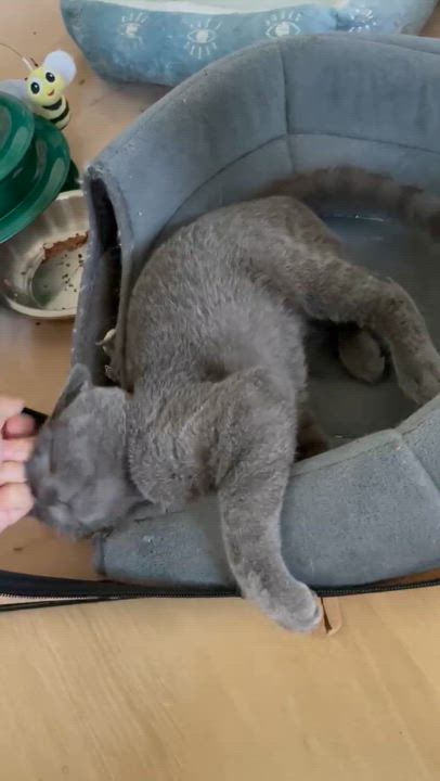 Enlarge Lucky, an adoptable Domestic Short Hair in Florham Park, NJ video 5/5