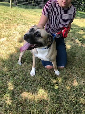 Vela, Adoptable, Adult Female Mixed Breed.