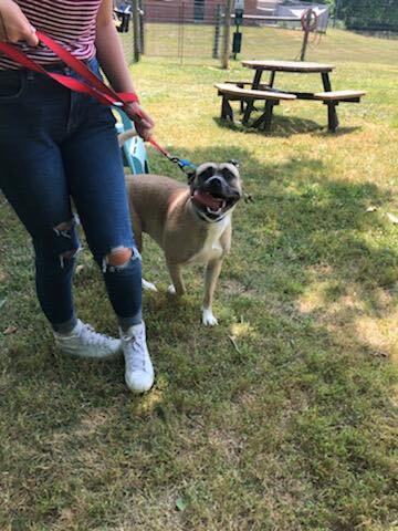 Enlarge Vela, a Adoptable Mixed Breed in Berryville, VA image 3/6