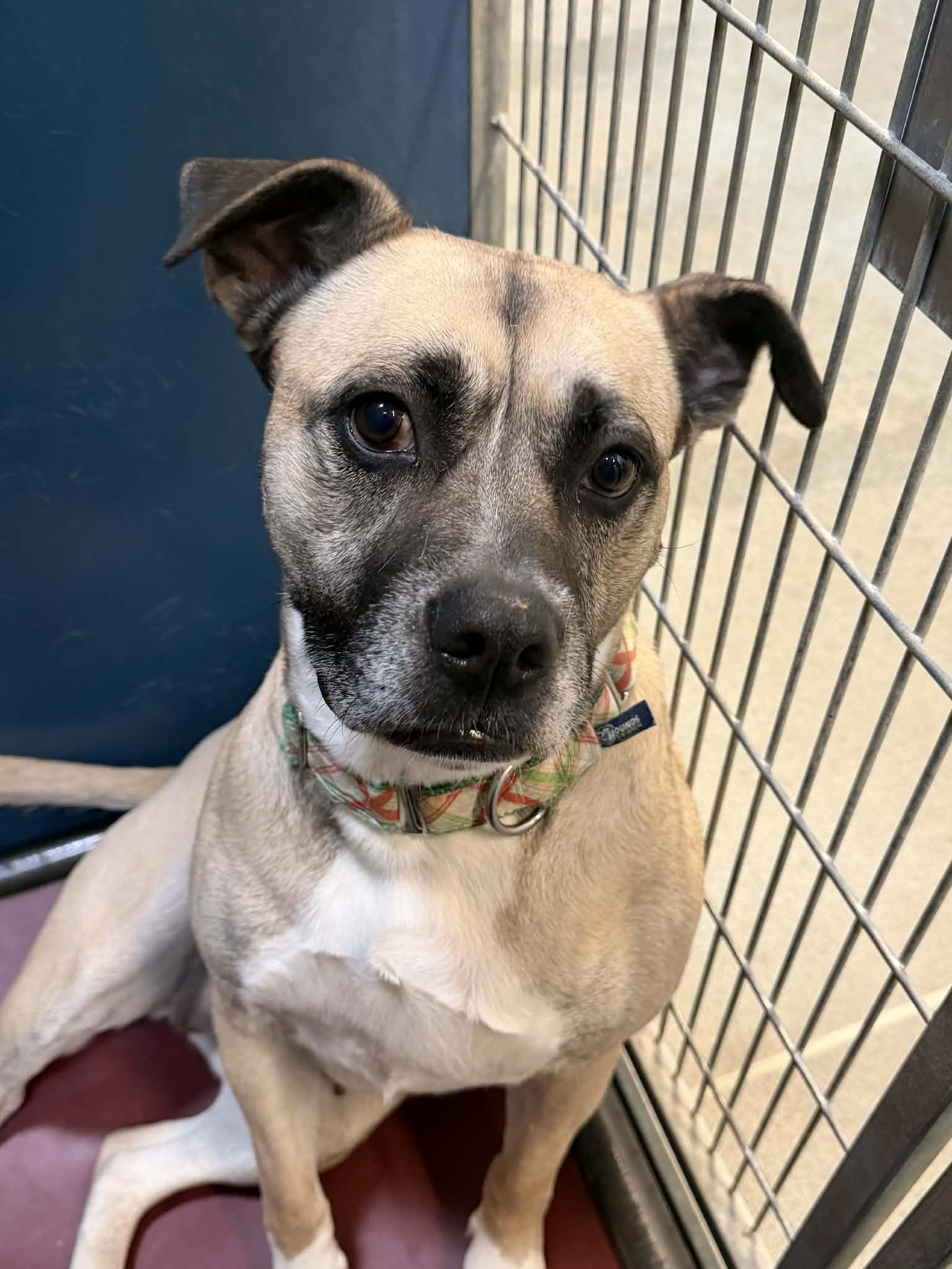 Enlarge Vela *Adoption fee sponsored*, a Adoptable Mixed Breed in Berryville, VA image 1/4