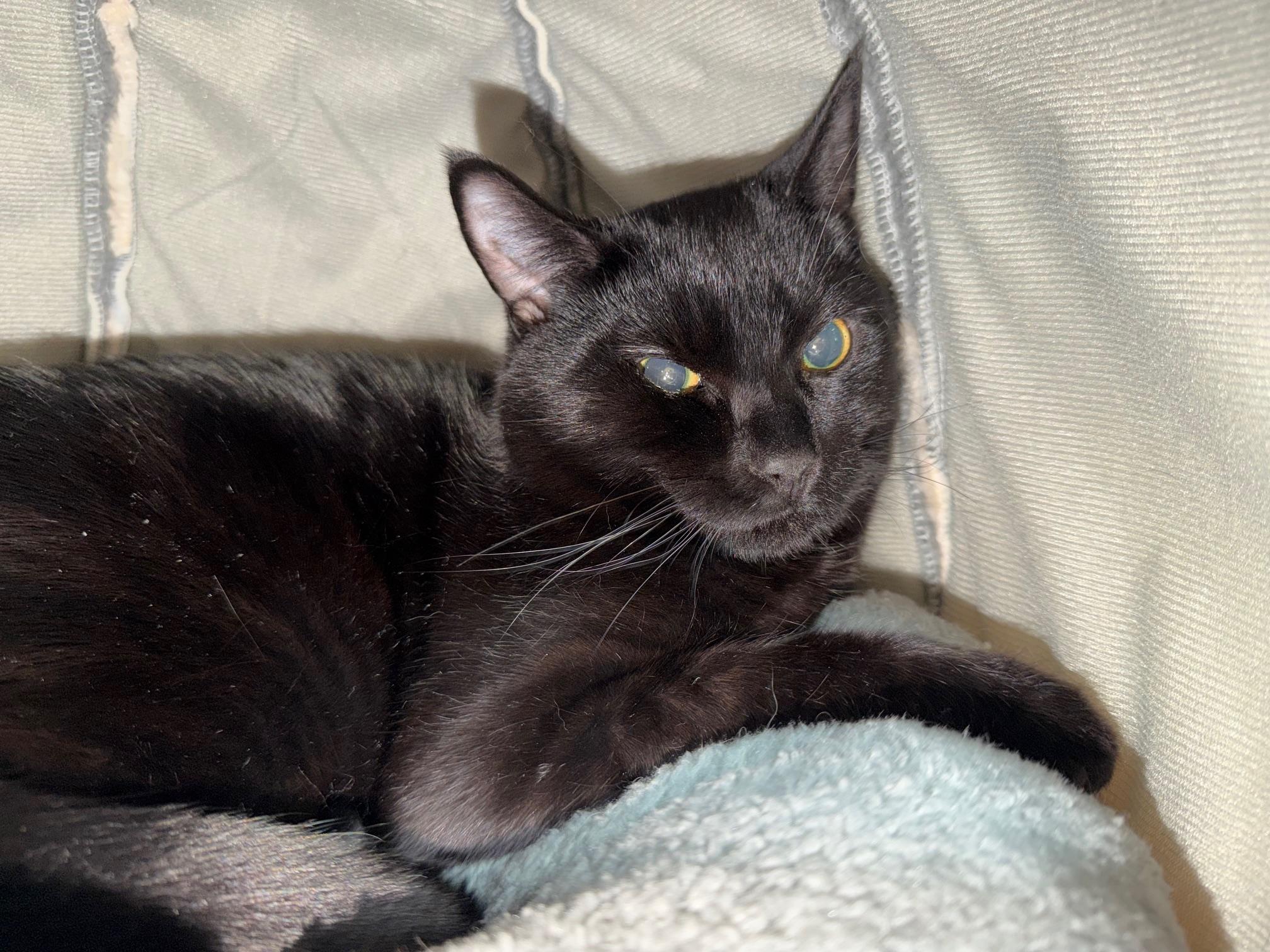 Enlarge Hex, a ADOPTABLE mixed breed in Salem, NH image 1/1