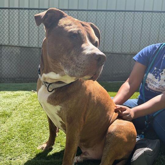 Bread Loaf, Adoptable, Adult Male Mixed Breed.