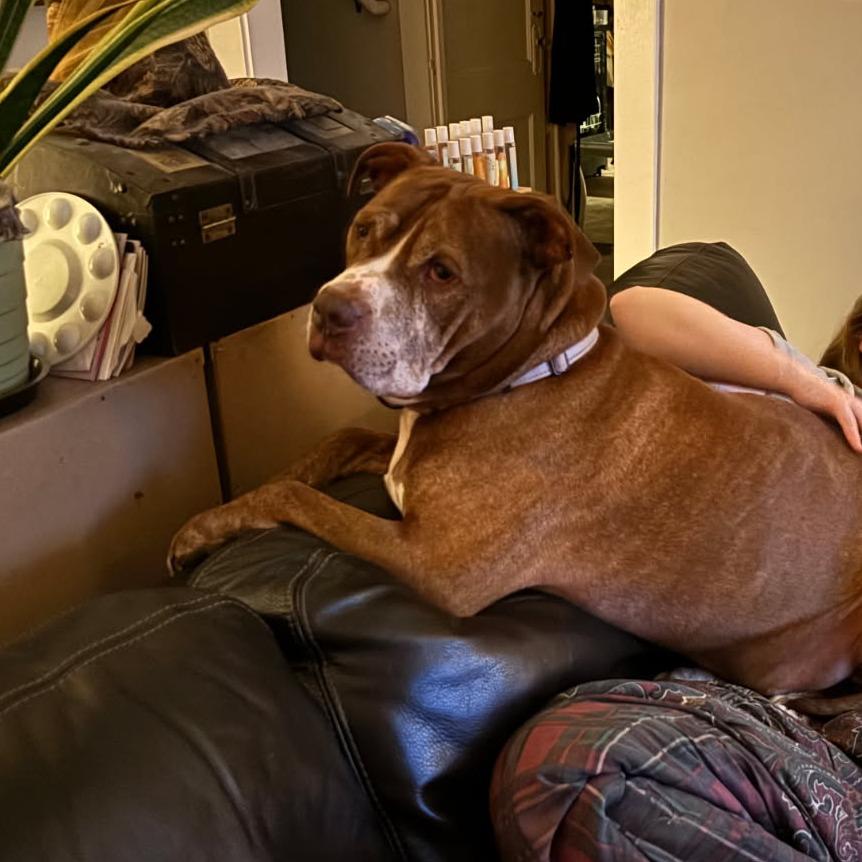 Enlarge Bread Loaf, a Adoptable Mixed Breed in Davenport, IA image 2/6