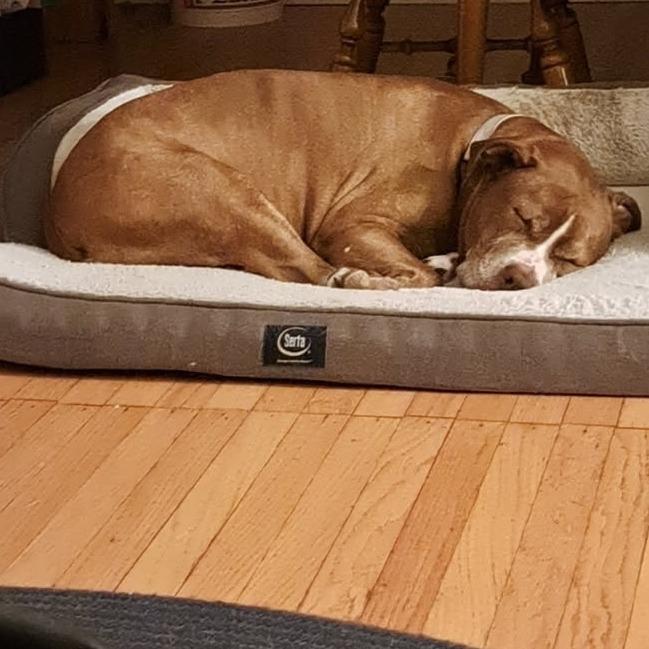 Enlarge Bread Loaf, a Adoptable Mixed Breed in Davenport, IA image 3/6