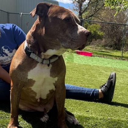 Enlarge Bread Loaf, a Adoptable Mixed Breed in Davenport, IA image 4/6