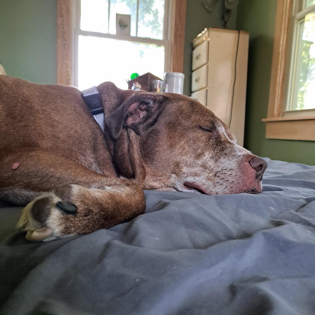 Enlarge Bread Loaf, a Adoptable Mixed Breed in Davenport, IA image 5/6