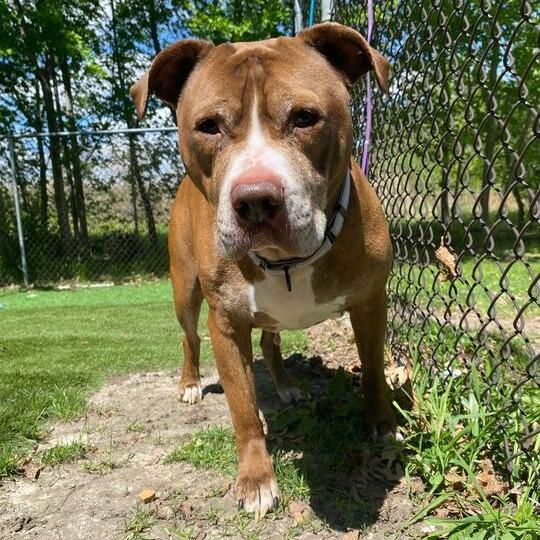 Enlarge Bread Loaf, a Adoptable Mixed Breed in Davenport, IA image 6/6