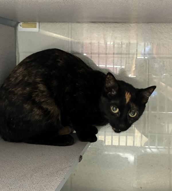 *Sashimi*, Adoptable, Adult Female Domestic Short Hair.