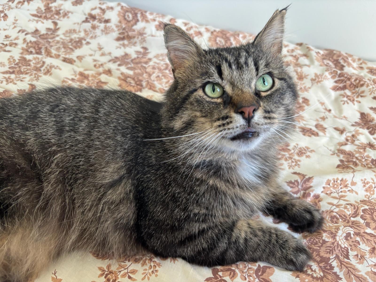 Bruno, Adoptable, Young Male Tabby.