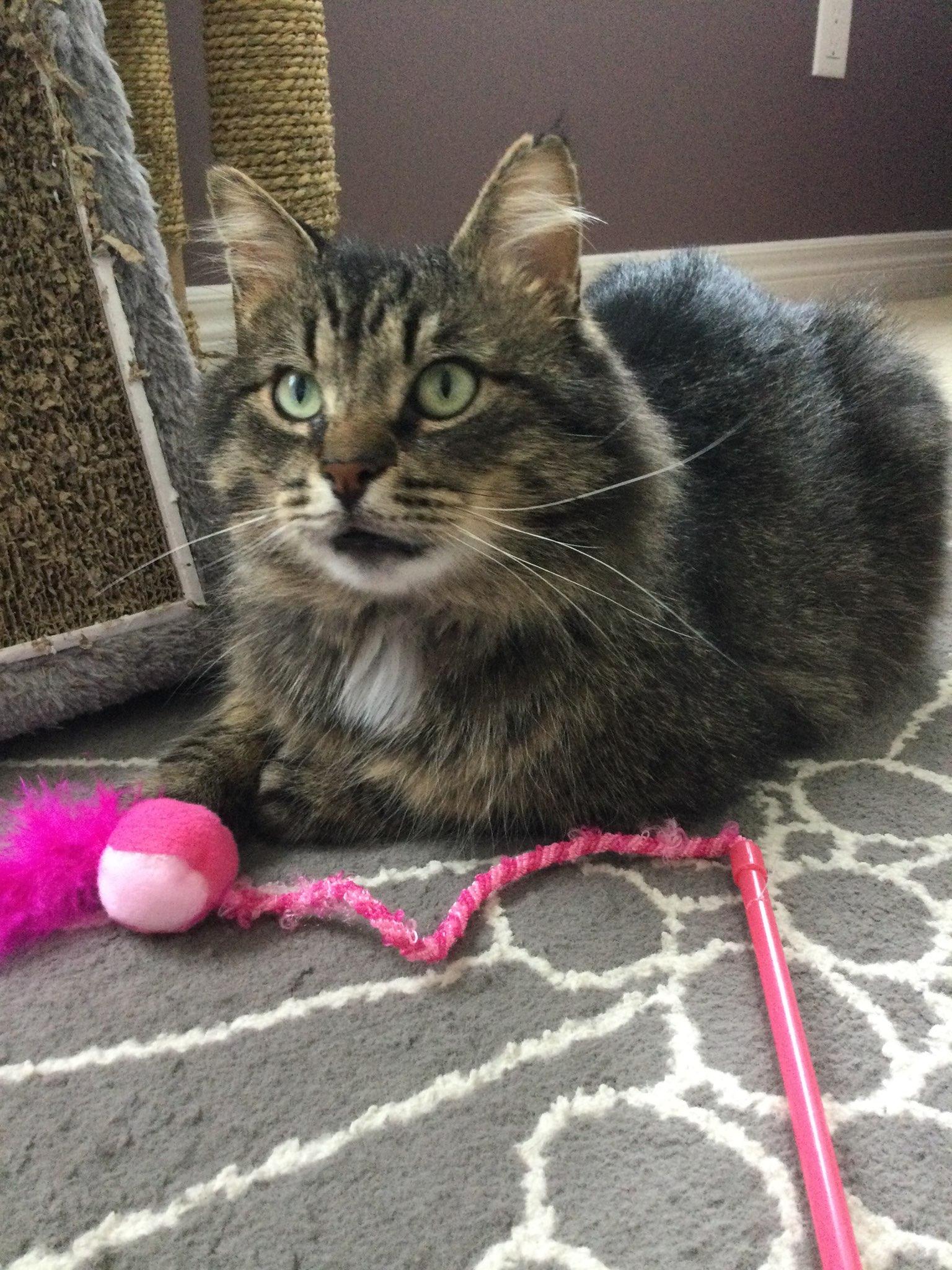 Enlarge Bruno, a Adoptable mixed breed in Uxbridge, ON image 2/2