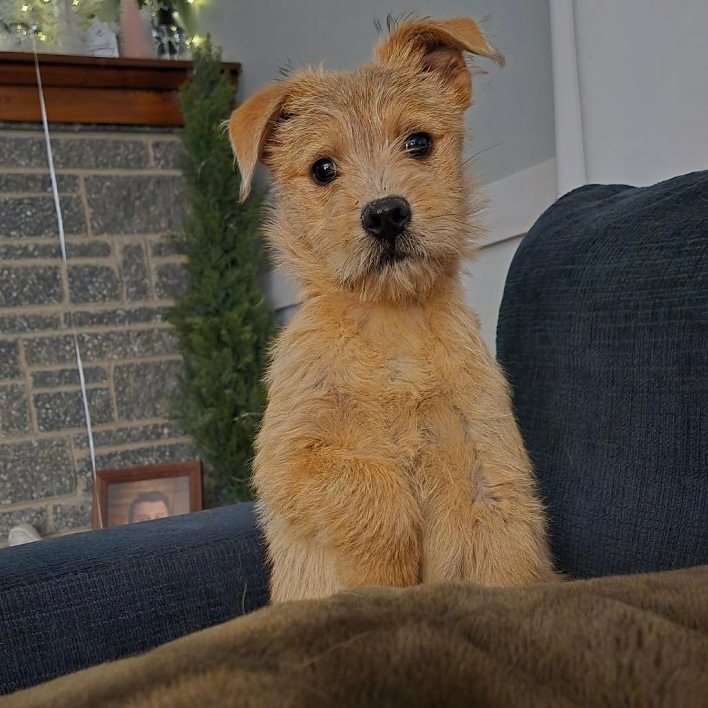 Donald Duck, Adoptable, Puppy Male Terrier & Mixed Breed.
