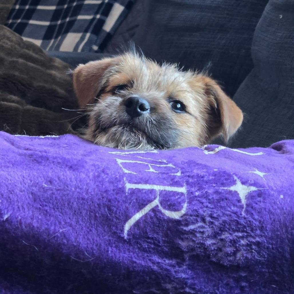 Enlarge Donald Duck, a Adoptable mixed breed in Jarrettsville, MD image 2/6