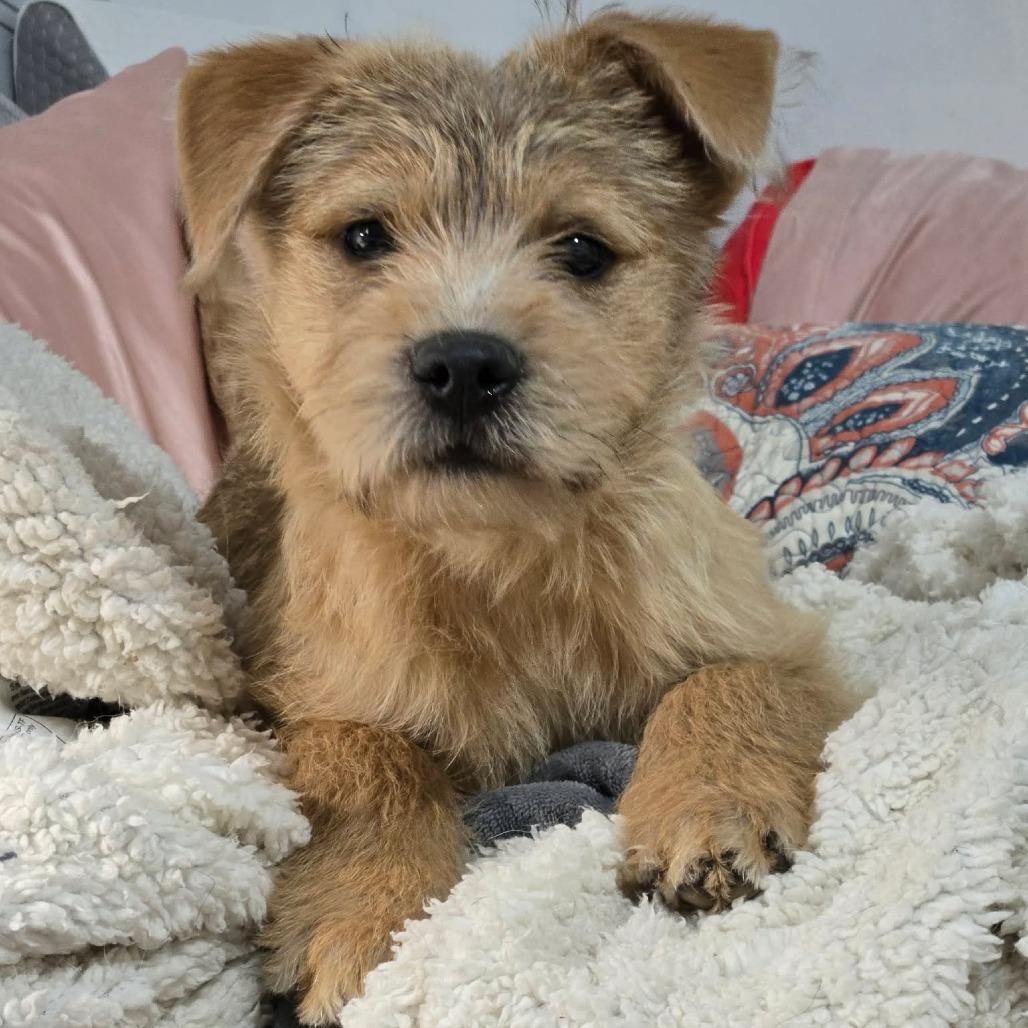 Enlarge Donald Duck, a Adoptable mixed breed in Jarrettsville, MD image 4/6