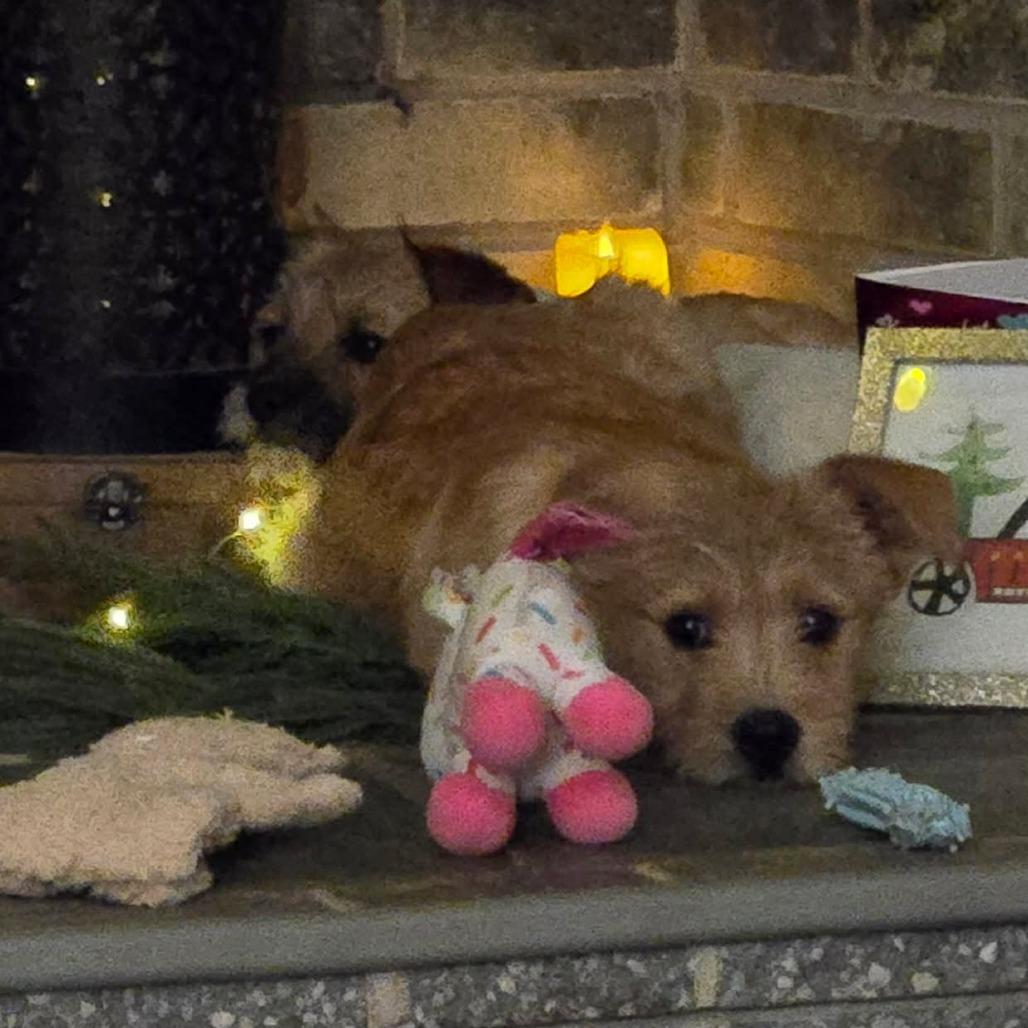 Enlarge Donald Duck, a Adoptable mixed breed in Jarrettsville, MD image 5/6