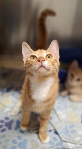 Samson, a Adoptable mixed breed in Mountain View, AR image 1/3