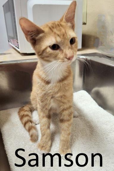 Samson, a Adoptable mixed breed in Mountain View, AR image 2/3