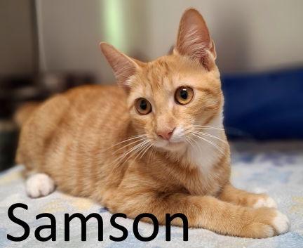 Samson, a Adoptable mixed breed in Mountain View, AR image 3/3