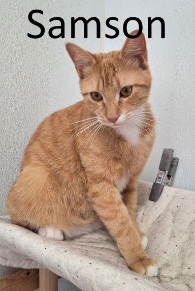 Enlarge Samson, a Adoptable mixed breed in Mountain View, AR image 3/3