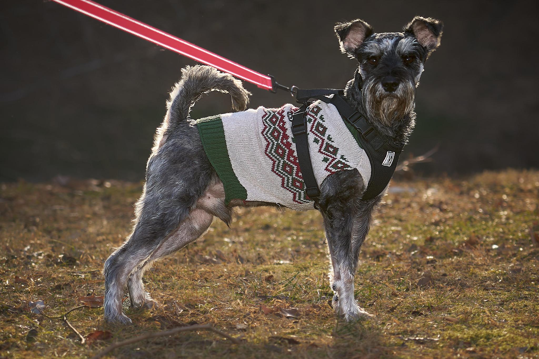 Enlarge Lucas (will need a foster), a ADOPTABLE mixed breed in Ellicott City, MD image 6/6