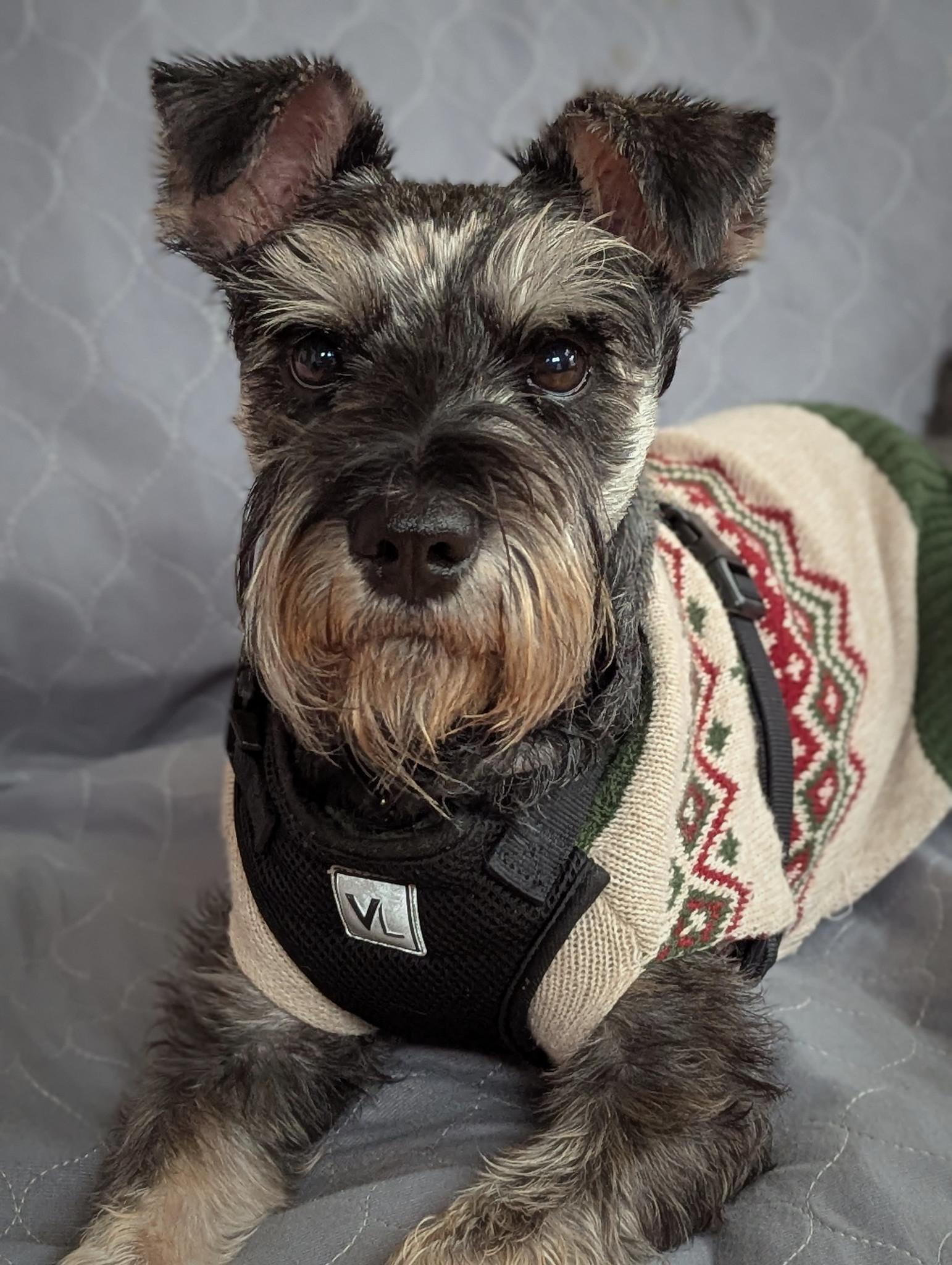 Lucas (will need a foster), ADOPTABLE, Young Male Schnauzer & Mixed Breed.