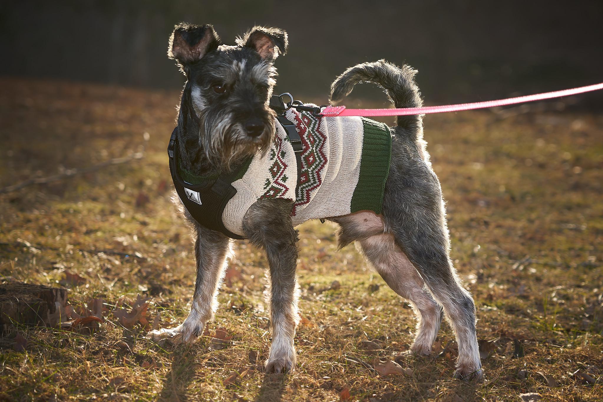 Enlarge Lucas (will need a foster), a ADOPTABLE mixed breed in Ellicott City, MD image 3/6