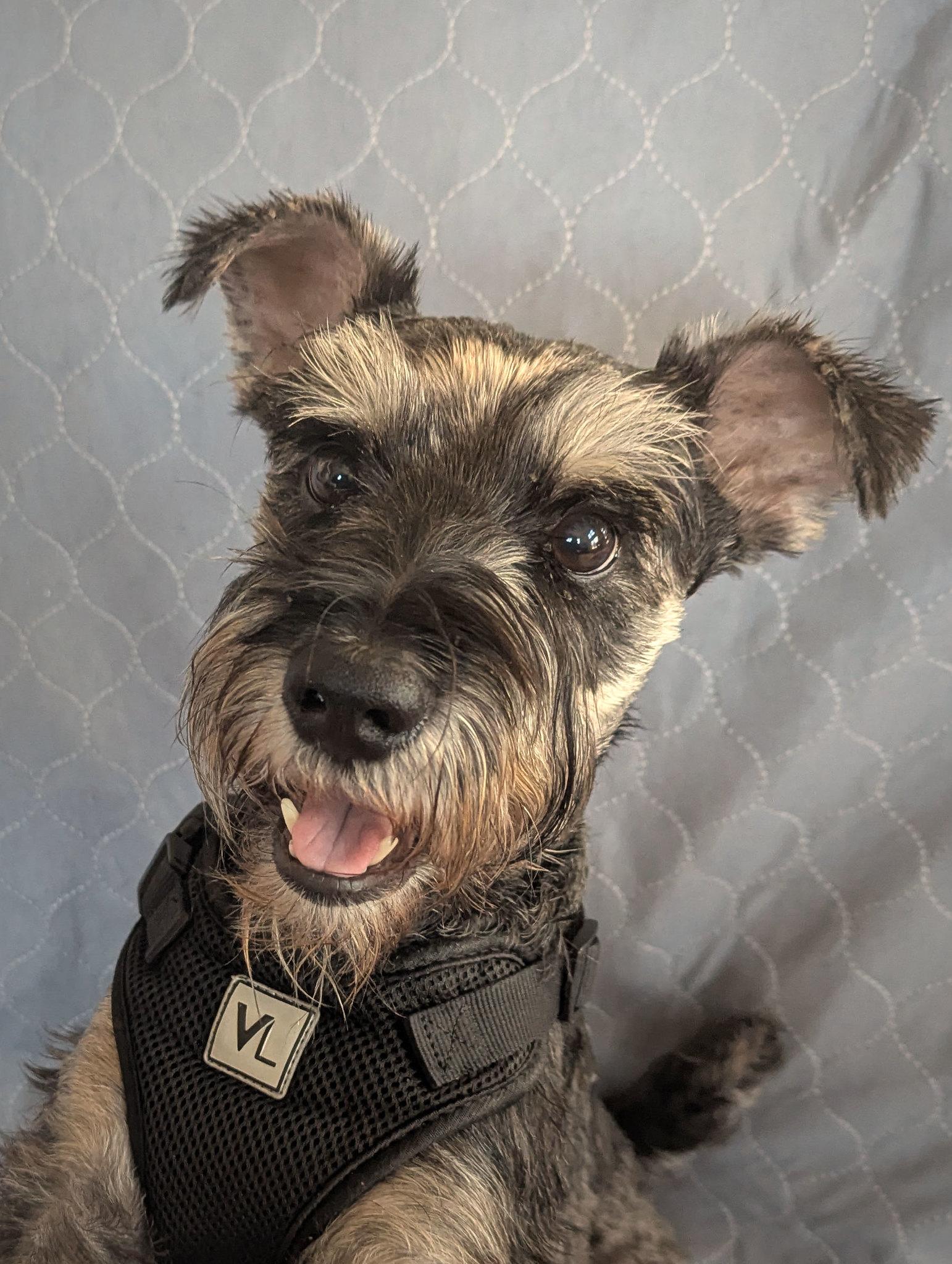 Enlarge Lucas (will need a foster), a ADOPTABLE mixed breed in Ellicott City, MD image 5/6