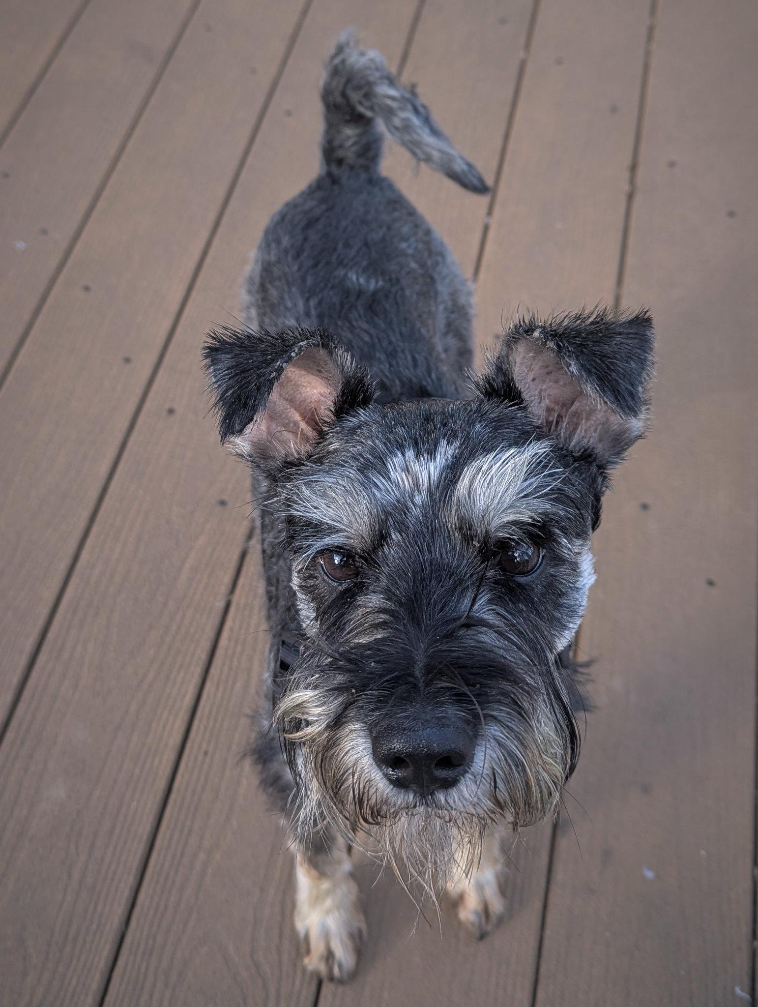 Enlarge Lucas (will need a foster), a ADOPTABLE mixed breed in Ellicott City, MD image 4/6