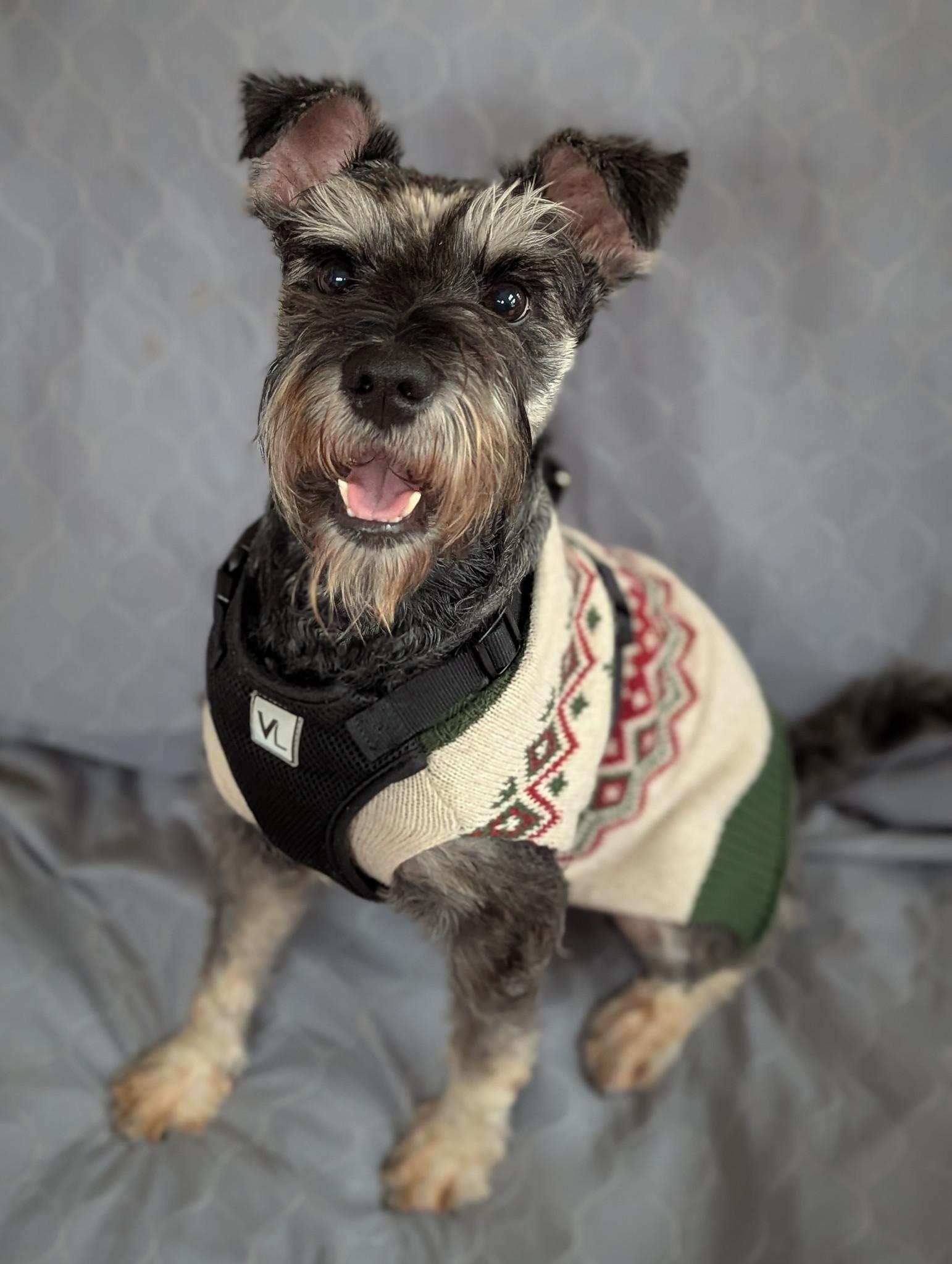 Enlarge Lucas (will need a foster), a ADOPTABLE mixed breed in Ellicott City, MD image 2/6