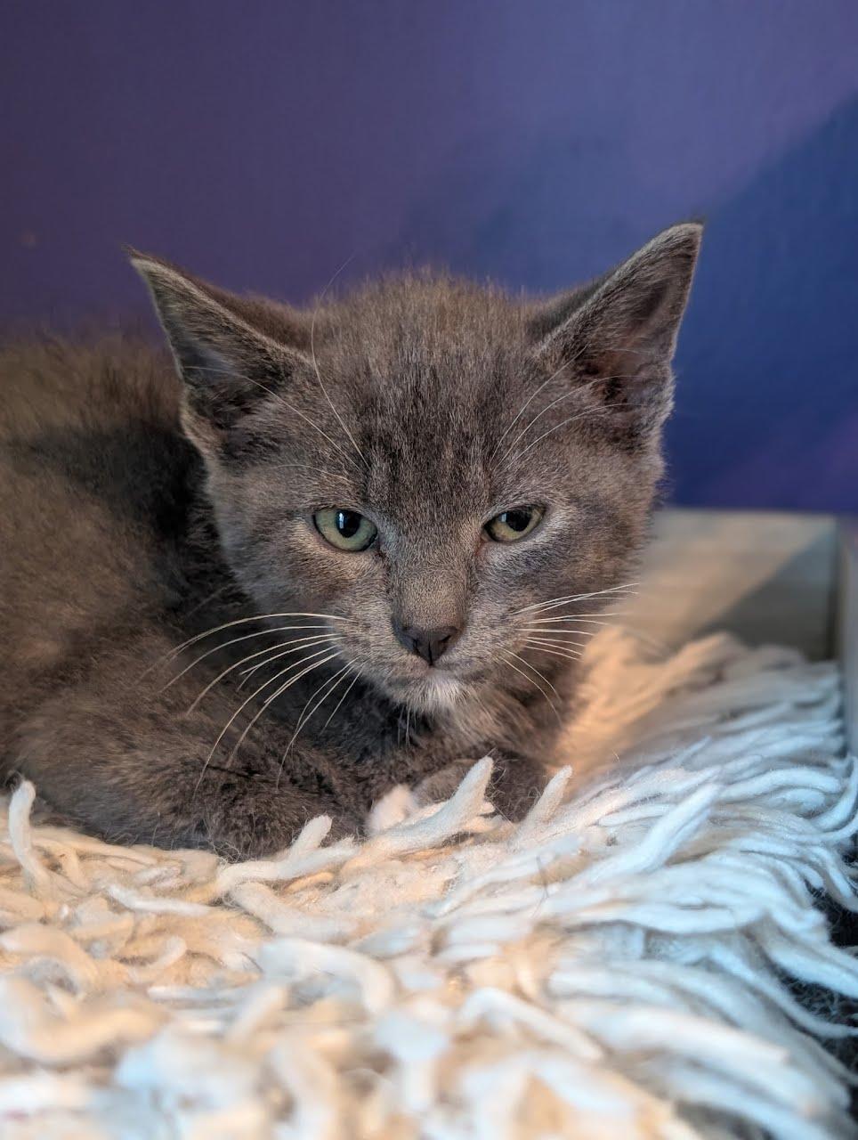 Beatrice, Adoptable, Kitten Female Domestic Short Hair.