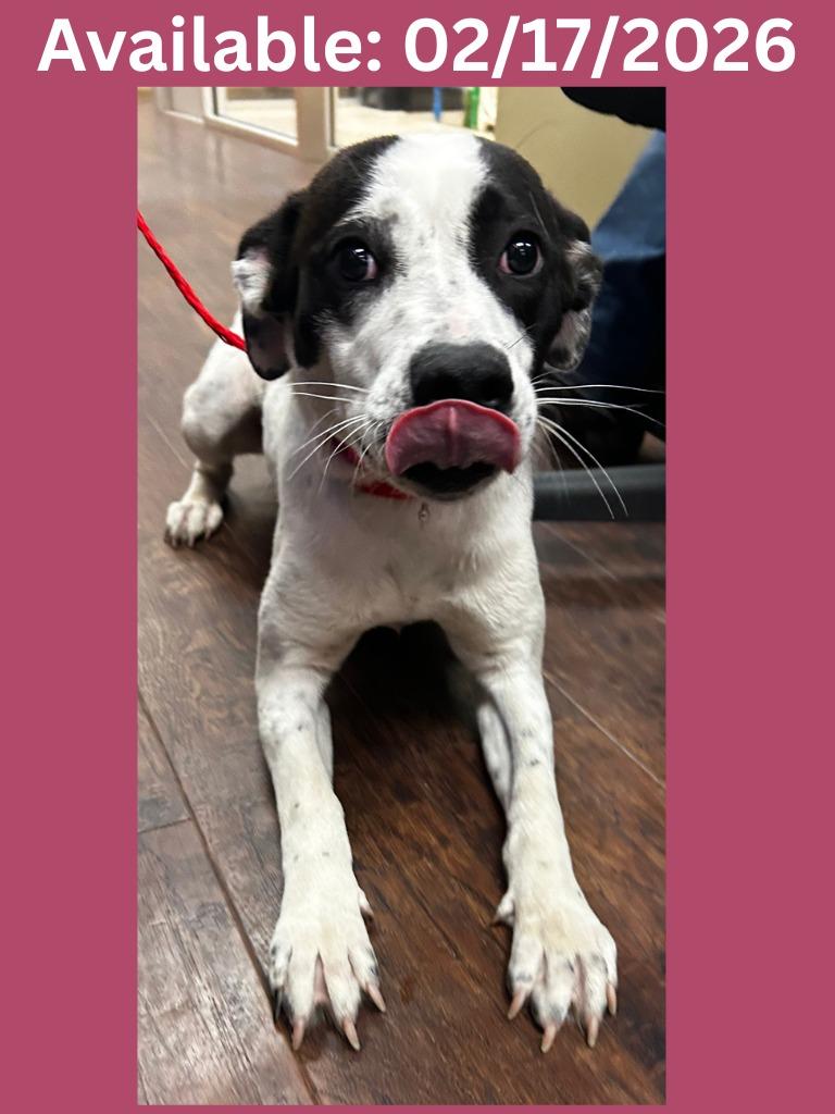 Dog Kennel #16 Koda, Adoptable, Young Female Labrador Retriever & Mixed Breed.