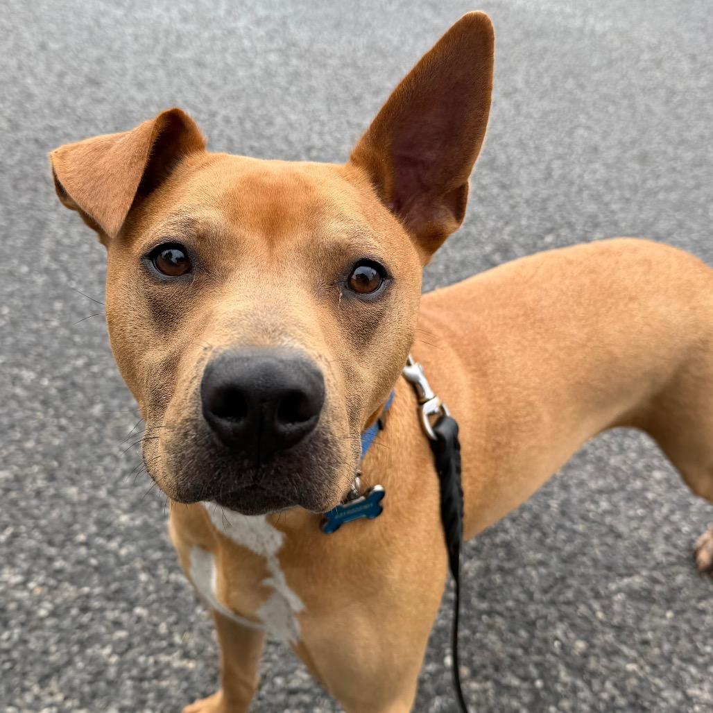 Buzz, Adoptable, Adult Male Mixed Breed.