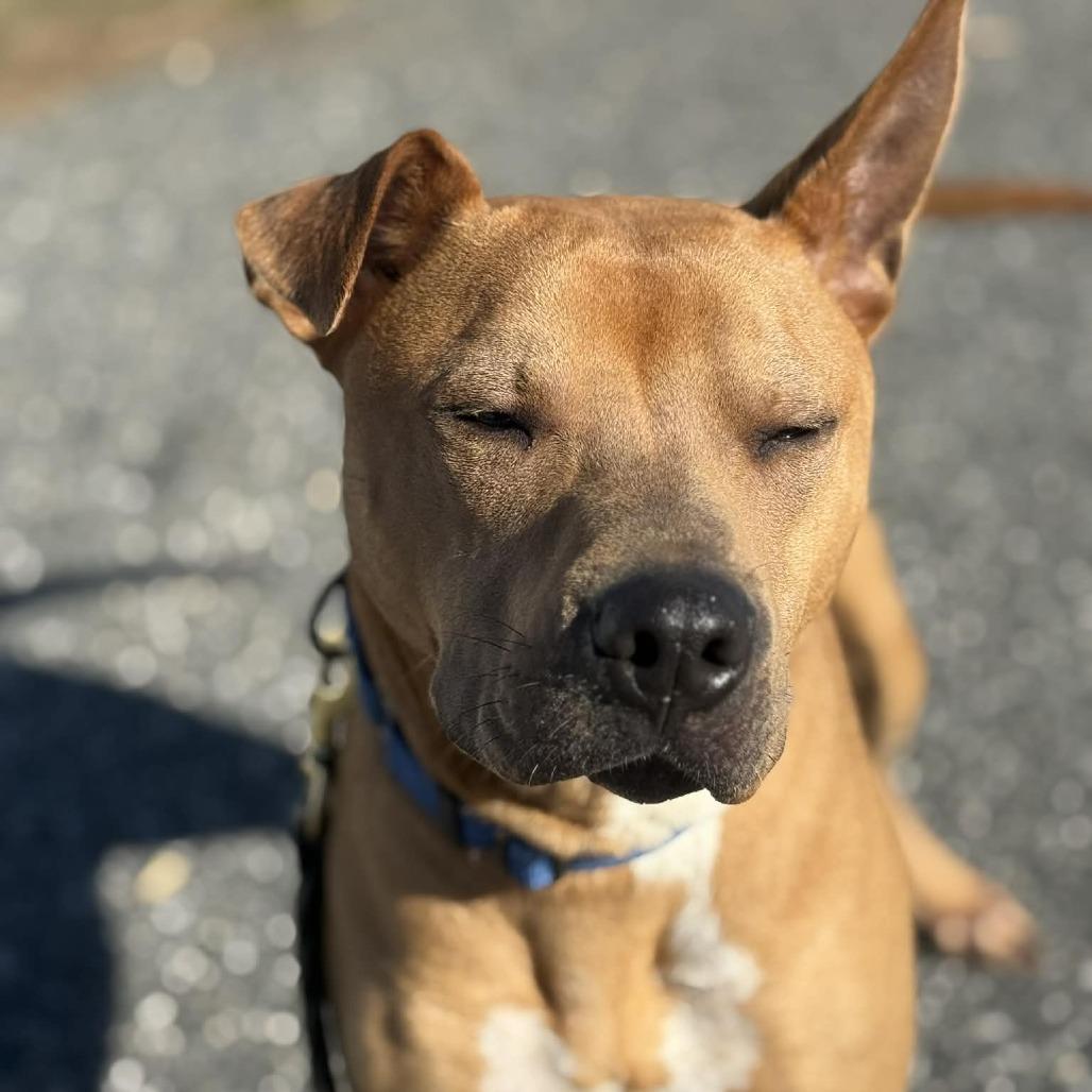 Enlarge Buzz, a Adoptable Mixed Breed in Hampton Bays, NY image 2/6