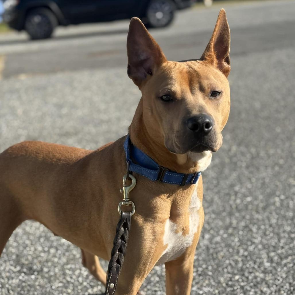 Enlarge Buzz, a Adoptable Mixed Breed in Hampton Bays, NY image 3/6