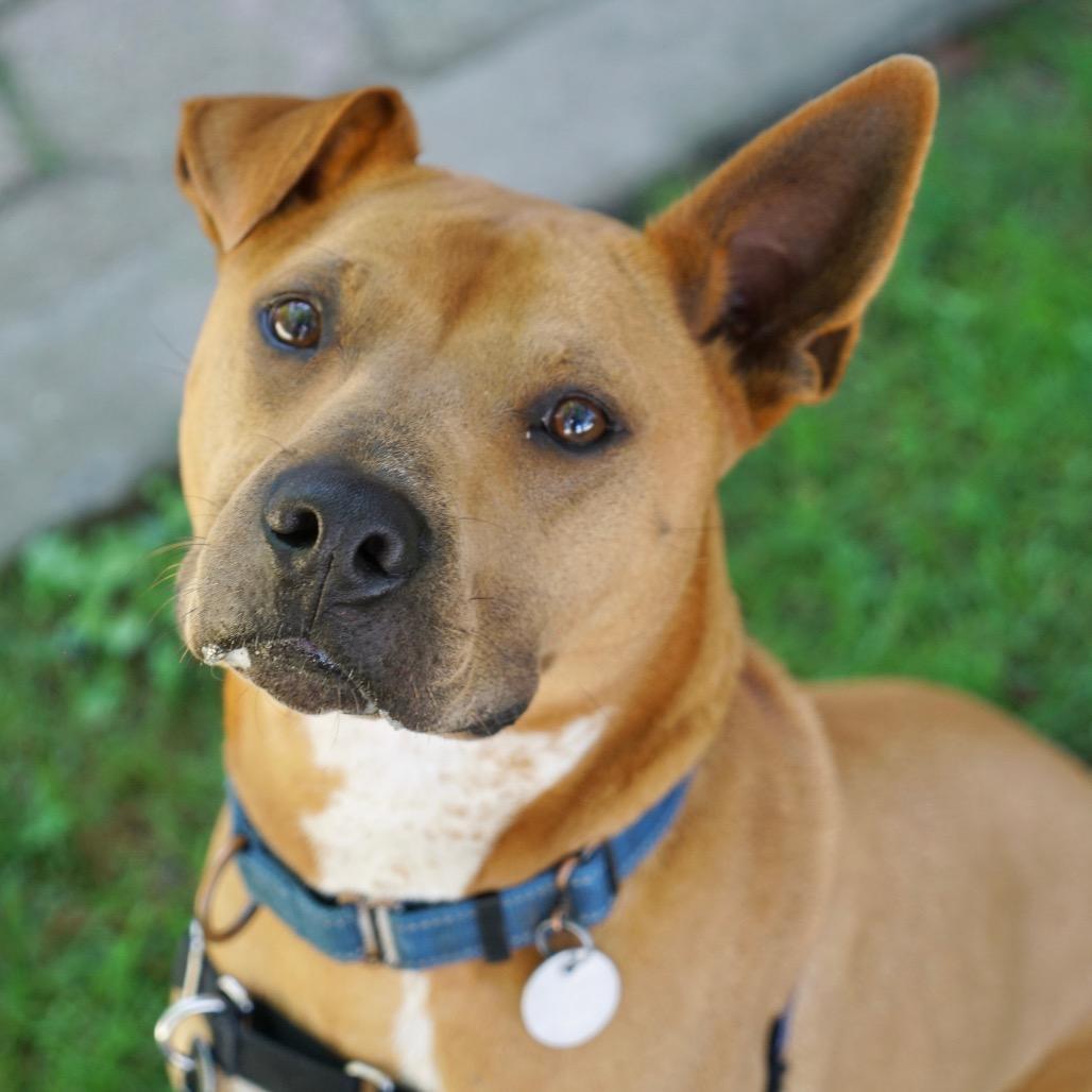 Enlarge Buzz, a Adoptable Mixed Breed in Hampton Bays, NY image 4/6
